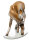 Figur Reh mit Kitz Rosenthal von Rudolph Rempel Tierfiguren 1. Wahl Modell 1638 1937 H&ouml;he:15cm