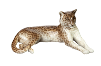 Figur liegender Leopard Nymphenburg von Theodor Kaerner...